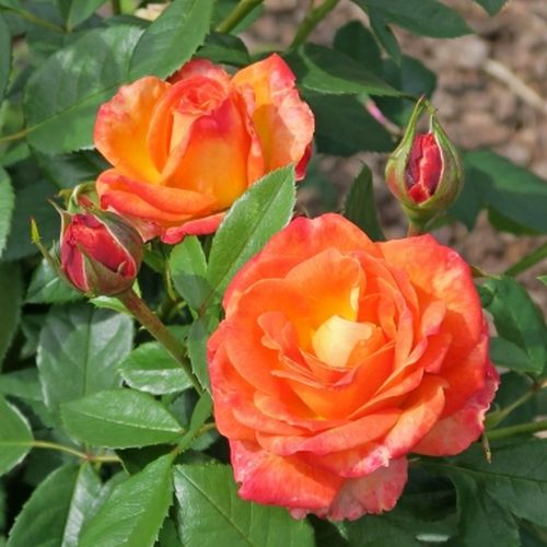 Portocaliu - roz - trandafir pentru straturi Floribunda